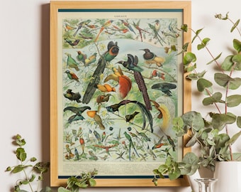 Adolphe Millot Bird Poster – Vintage Ornithology Print