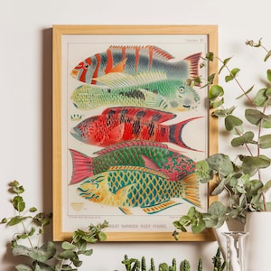 Poissons de la grande barrière de corail, impression de mer vintage, affiche de la grande barrière de corail, art de la maison de plage, affiche de l'Australie, affiche de style vintage, nautique