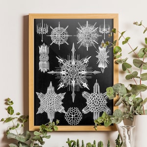 Ernst Haeckel Wall Art, Haeckel Prints, Marine Life Art Print, Ernst Haeckel Art, Haeckel Wall Art, Studyroom Decor, Scientific Art Print