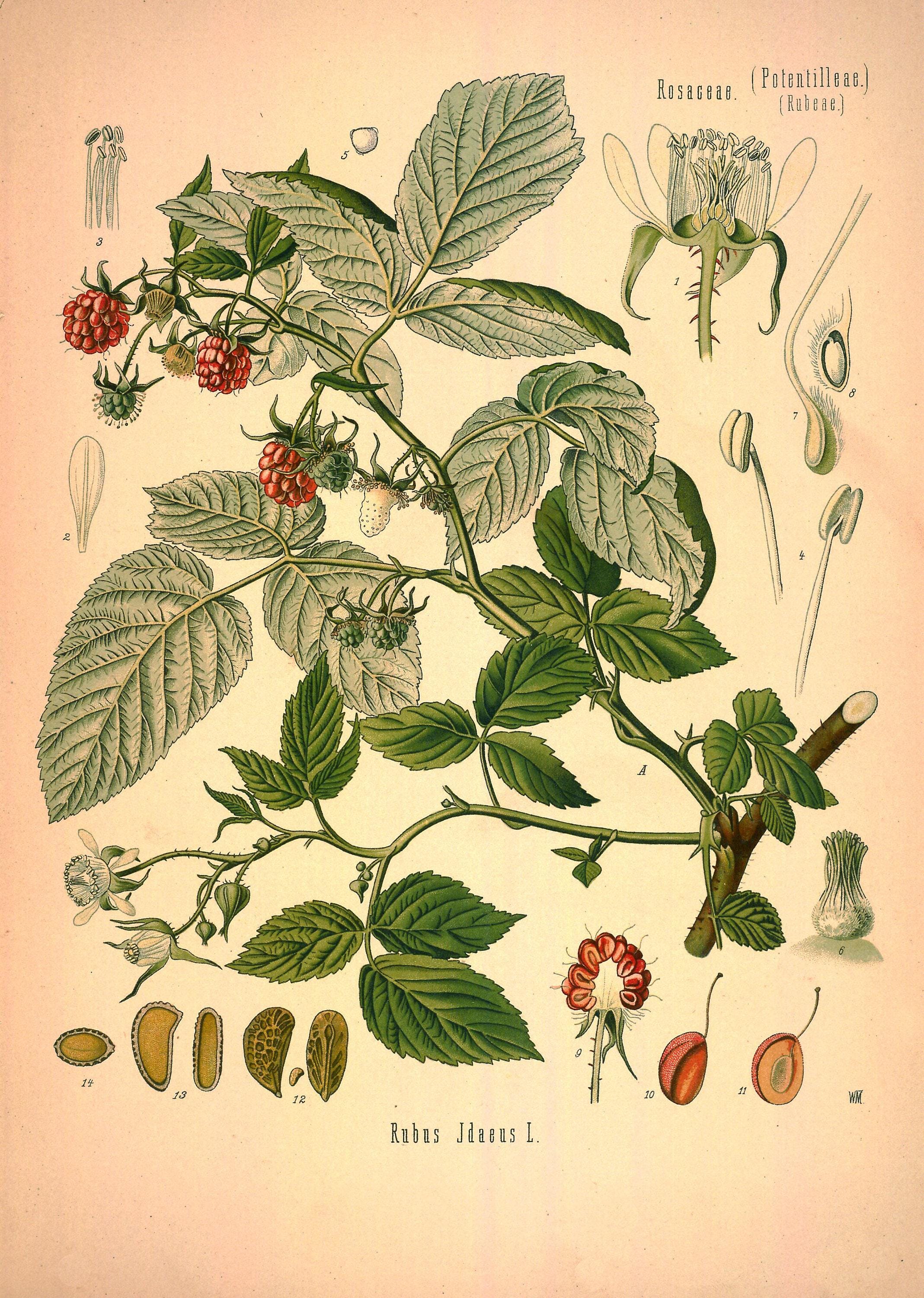 Raspberry Print, Botanical Print, Vintage Botanical, Raspberry Poster ...