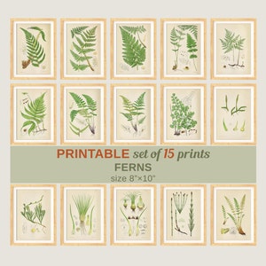 Set von 15 Farn Bilder #1, Botanische Wand Kunst Set Rustikales Dekor Schick Grüner Raum Wald Vintage Digitaldruck Poster SOFORT DOWNLOAD