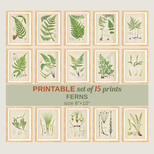 PRINTABLE Set of 9 Fern Images Botanical Wall Art Set Rustic - Etsy