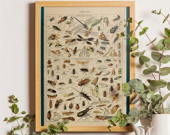 Insect Poster Art, Biology Diagram Print, Adolphe Millot Vintage Scientific Illustration Vintage Insect Print Insect Decor Plate of insects