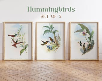 Set of 3 Vintage Hummingbird Prints, Coastal Bird Art Reproduction