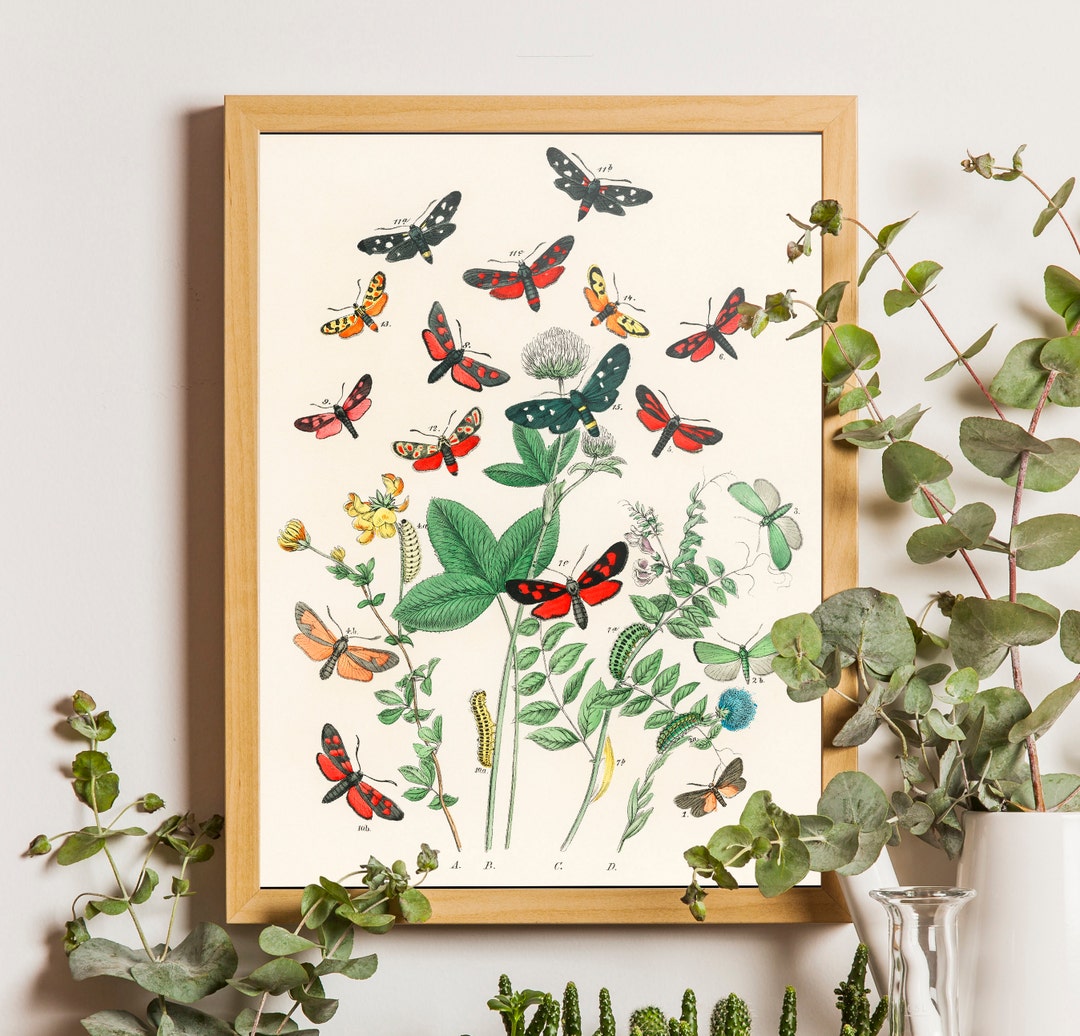 Antique Style Moths Print, Butterfly Botanical Prints, Butterfly Poster ...