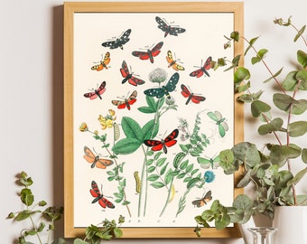 Vintage Butterfly Print Butterflies Poster Vintage Poster Office Decor Botanical Illustration Butterfly Wall Art Gift Idea Butterfly Art