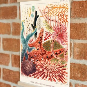 Vintage Coral Reef Print, Marine Life Illustration, Coastal Bathroom Art image 7