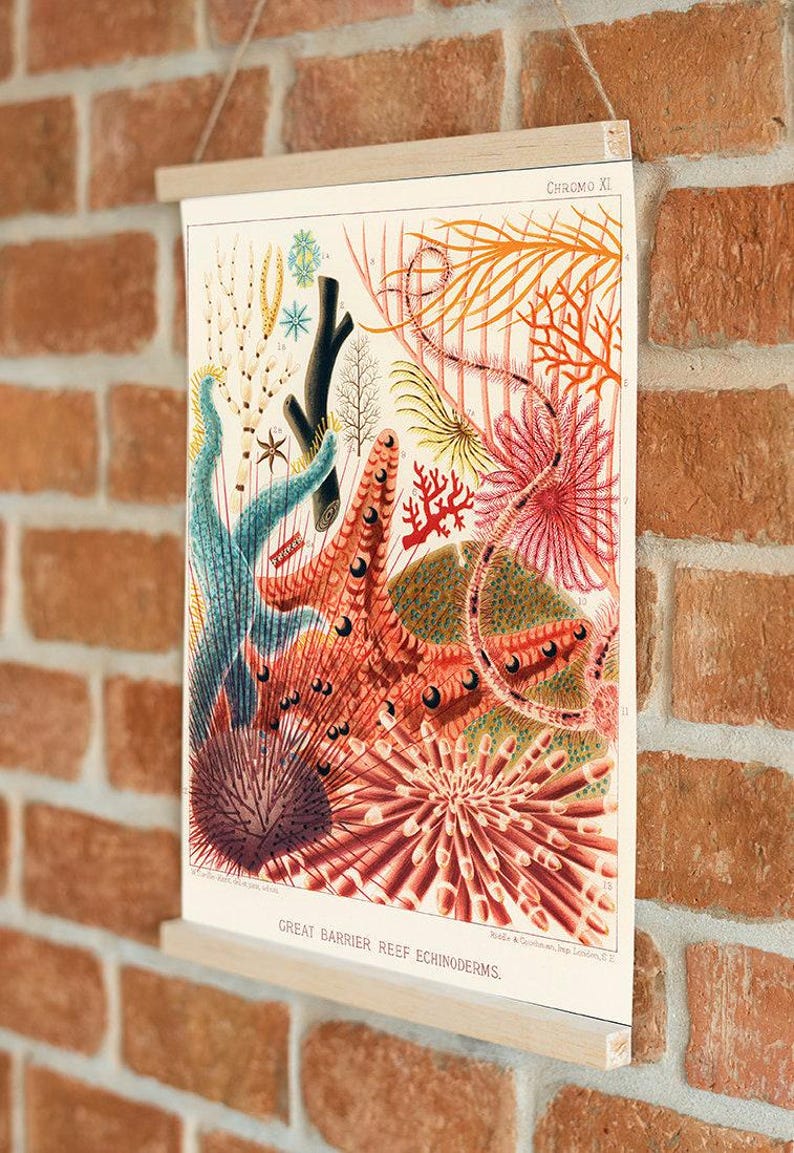 Vintage Coral Reef Print, Marine Life Illustration, Coastal Bathroom Art image 7