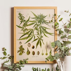 Marijuana Botanical Print, Marijuana Botanical Art Print, Marijuana Medicinal Drug Plant Wall Art, Pot Grass Weed Print, Cannabis Sativa