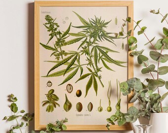 Marijuana Botanical Print, Marijuana Botanical Art Print, Marijuana Medicinal Drug Plant Wall Art, Pot Grass Weed Print, Cannabis Sativa