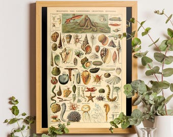 Vintage Molluscs Print, Adolphe Millot Sea Life Poster