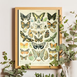 Vintage Butterfly Print - Adolphe Millot Poster Vintage Poster Office Decor Botanical Illustration Butterfly Poster Gift Idea Larousse print