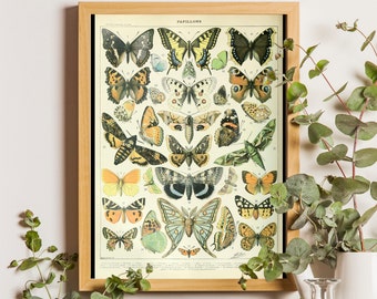 Vintage Butterfly Print - Adolphe Millot Poster Vintage Poster Office Decor Botanical Illustration Butterfly Poster Gift Idea Larousse print