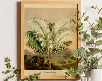 Antique Botanical Palm Tree Print, Vintage Jungle Wall Art, L'Illustration Horticole Reproduction