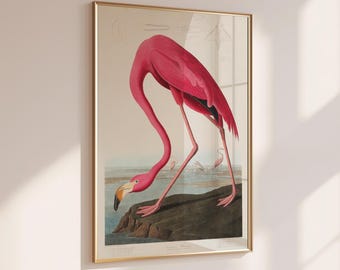 May include: A framed wall art print featuring a vintage-style illustration of a bright pink flamingo standing on a dark rocky outcrop. The bird is angled downward with its beak near the water. Faint sketches of bird anatomy appear above.