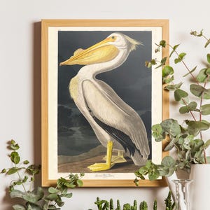 Vintage Audubon American Pelican Print, Coastal Bird Illustration