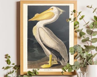 Vintage Audubon American Pelican Print, Coastal Bird Illustration