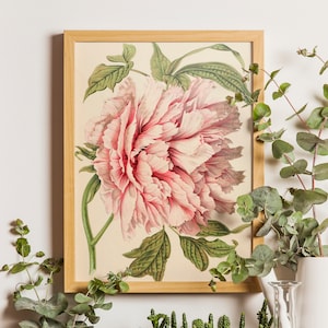 Peony Flower, Pink Peony Print, Antique Prints, Pink Flower Print, Botanical Art Prints, Vintage Wall art Painting Girly, Vintage Floral Art