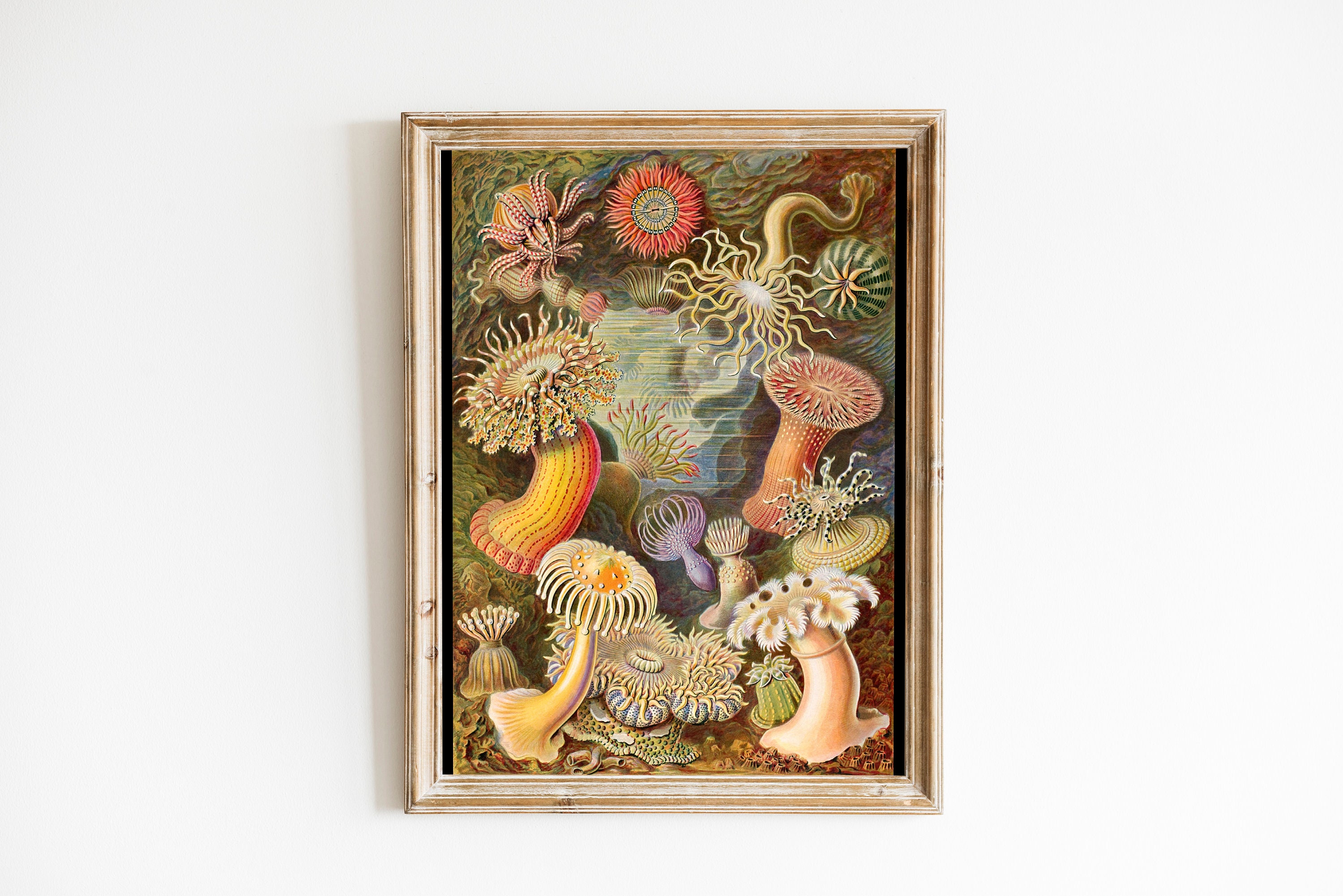 Sea Anemone Art Print, Sea Anemone Poster, Ernst Haeckel