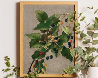 Vintage Blackberry Botanical Art Print, Farmhouse Kitchen Wall Decor