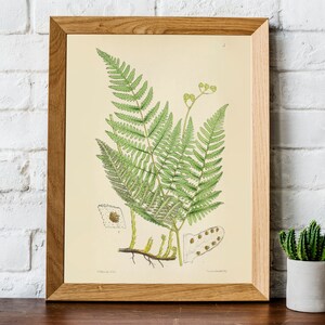 PRINTABLE Set of 15 Fern Images #3, Fern Posters, Vintage Leaf ...