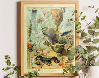 May include: A framed vintage-style print titled OCEAN featuring detailed illustrations of marine life including a lobster, jellyfish, horseshoe crab, and various sea plants in muted tones of green, orange, and brown on a light background.
