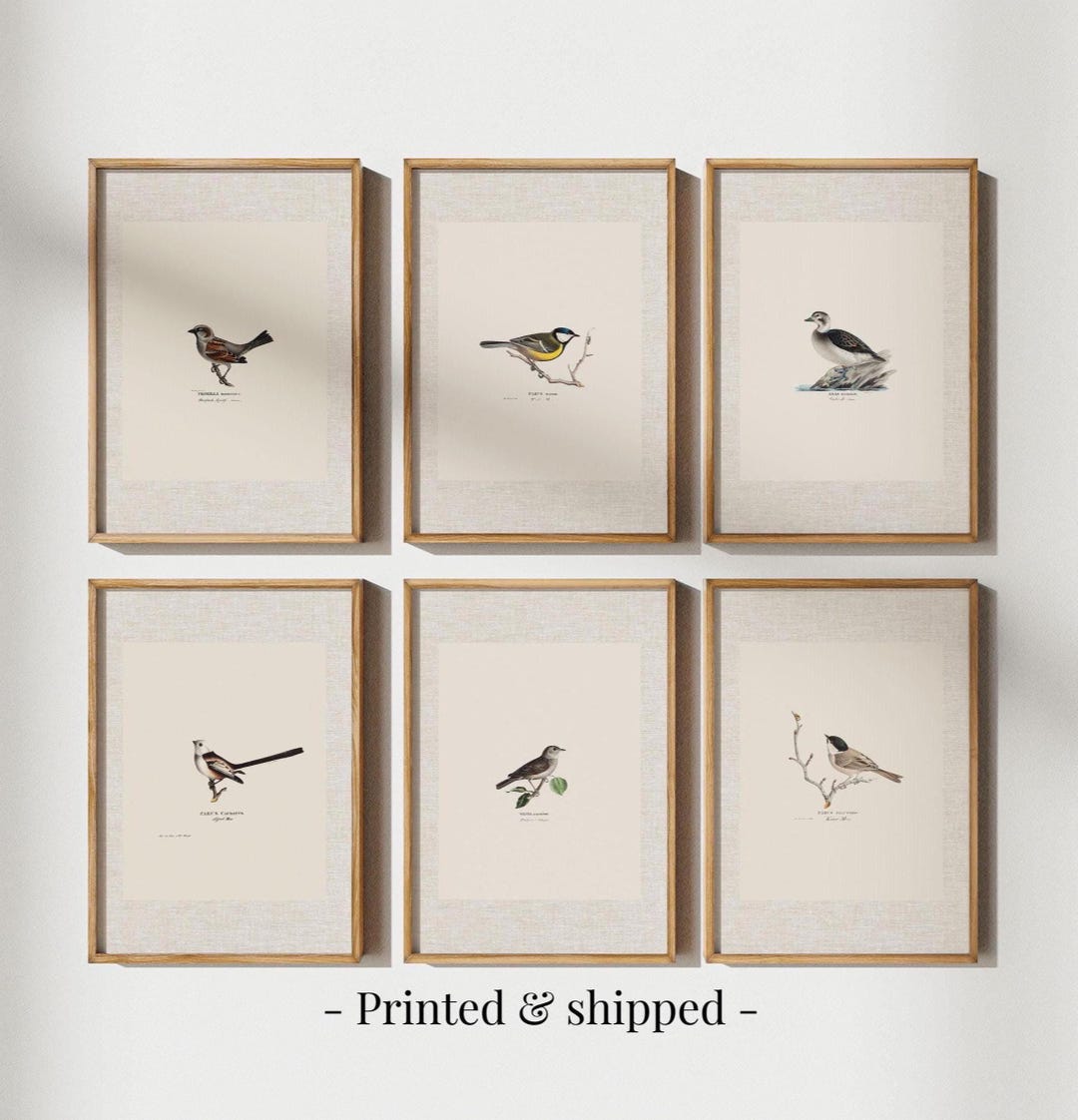 Antique Bird Prints Set, Vintage Botanical Gallery Wall Art - Etsy