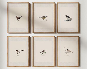 Antique Bird Prints Set, Vintage Botanical Gallery Wall Art