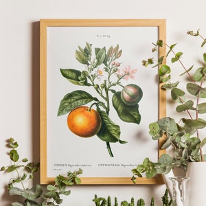 Vintage Orange, Citrus Orange Botanical Print, Antique Botanical, Citrus Prints, Vintage Fruit, Kitchen Art, Fruit Prints, Orange Wall Art