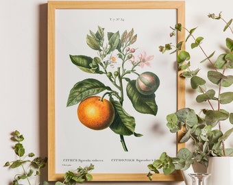 Vintage Orange, Citrus Orange Botanical Print, Antique Botanical, Citrus Prints, Vintage Fruit, Kitchen Art, Fruit Prints, Orange Wall Art