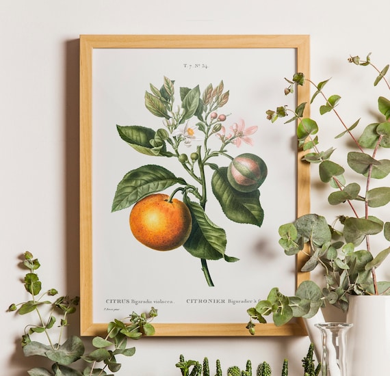 Vintage Orange Citrus Orange Botanical Print Antique Botanical Citrus Prints Vintage Fruit Kitchen Art Fruit Prints Orange Wall Art Etsy