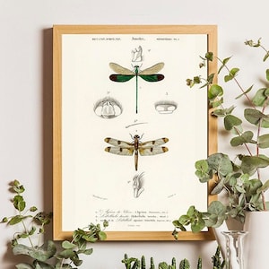 Dragonfly Print, Dragonfly, Dragonfly art print, Antique Prints, Home Decor, Nature Print, Vintage prints, Insects poster, Victorian art