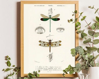 Dragonfly Print, Dragonfly, Dragonfly art print, Antique Prints, Home Decor, Nature Print, Vintage prints, Insects poster, Victorian art