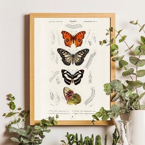 Schmetterling Poster, Schmetterlingsdruck, Schmetterlings-Wanddekorkarte, Vintage Schmetterling, antiker Schmetterling, Schmetterling Art Prints, rustikaler Druck