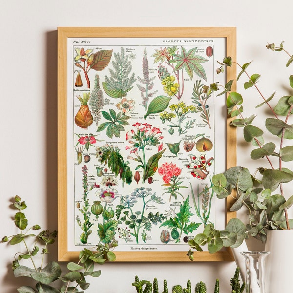 Vintage Dangerous Plants, Poison plants, Herbal design, herb wall art, flower print, botanic gift, kitchen poster, victorian illustration