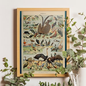 Vintage vogelprint - Adolphe Millot poster vintage natuurhistorische muur kunst botanische print vogel print wetenschap housewarming ornithologie cadeau