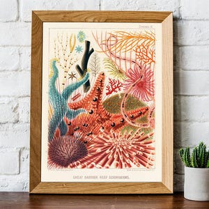 Vintage Coral Reef Print, Marine Life Illustration, Coastal Bathroom Art image 3