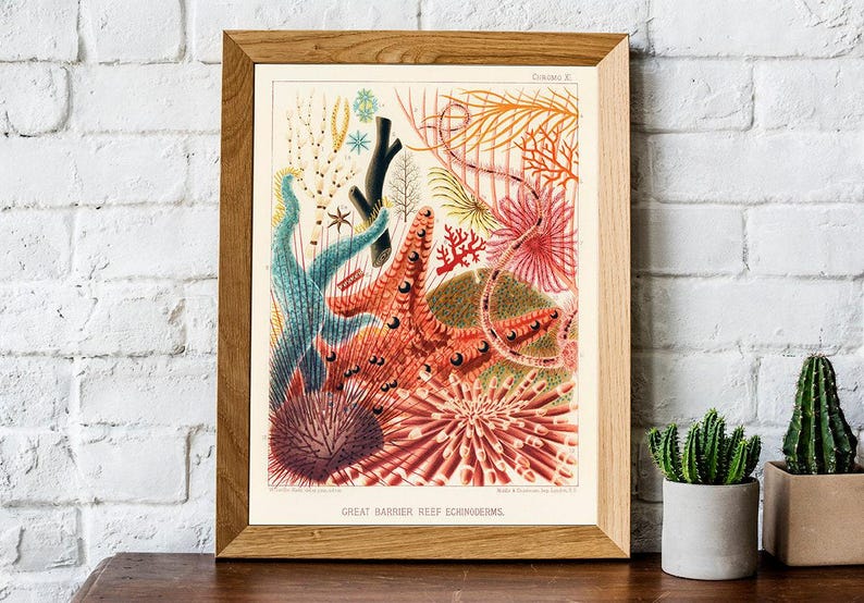 Vintage Coral Reef Print, Marine Life Illustration, Coastal Bathroom Art image 3