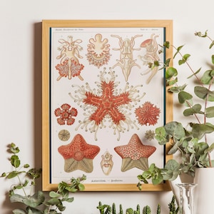 Nautical Starfish Art - Ernst Haeckel Print Vintage Asteridea Ocean Art Sea Life Poster Biology Print Scientific Illustration Sea Life Decor