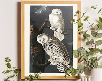 Audubon Snowy Owl Print, Vintage Bird Art, Gallery Wall Decor