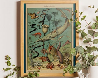 Sea Life Poster, Ocean Art, Larousse Adolphe Millot Print, Vintage Style Scientific Illustration Art, Marine Life, Adolphe Millot Artwork