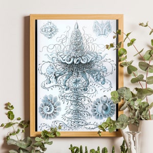 Ernst Haeckel Biology Print, Marine Invertebrates, Scientific Illustration Art, Ocean Life Anatomy, Siphonophorae, Nautical Decor, Ocean Art
