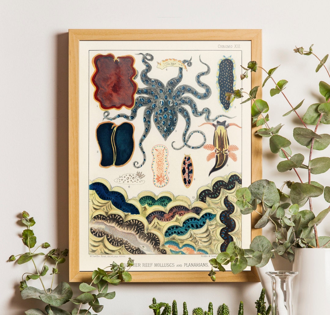 Seashell Poster, Vintage Sea Shell Art, Molluscs Print, Coral Art