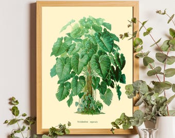 Vintage tropical Phylodendron illustration, Phylodendron print, Phylodendron Poster, House Plant, Green Plant, Plant Posters, Leaf Prints