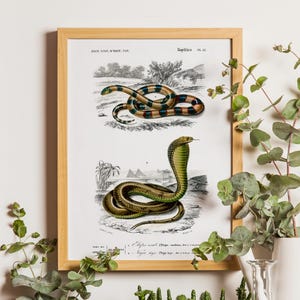 Coral Snake Print, Antique Animal Painting, Zoology drawings, Animals art Print, Reptile Print, Reptiles Poster, Vintage botanical print