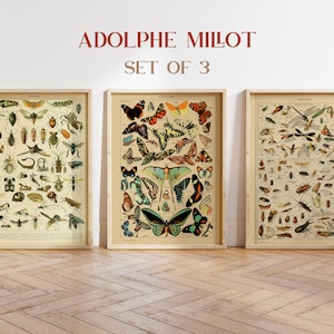 Adolphe Millot 3er Set Drucke, Insekten Poster, Vintage Schmetterlinge, Vintage Insekten Druck, Adolphe Millot Poster, Vintage französische Kunst Drucke