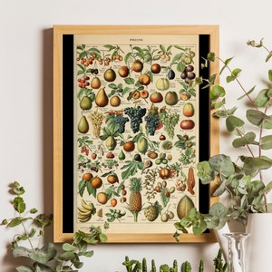 Vintage fruitprint 1909, Adolphe Millot-poster, woondecoratie, botanische print, fruitprint, cadeau-idee, Millot Fruits, vintage poster, fruit