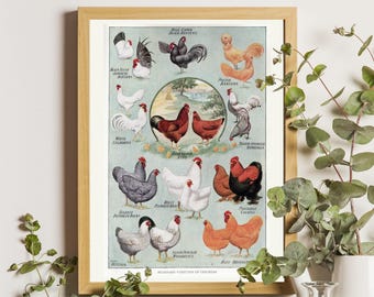 Vintage Poultry Breeds Chart Poster, Chicken Art Illustration, Farmhouse Decor