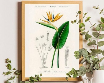 Bird of Paradise Botanical Art Print, Vintage Tropical Flower