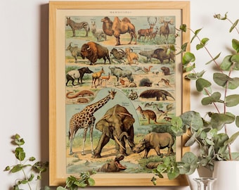Vintage Mammals Chart Print, Adolphe Millot Illustration